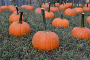 pumpkinpatch10-20-13